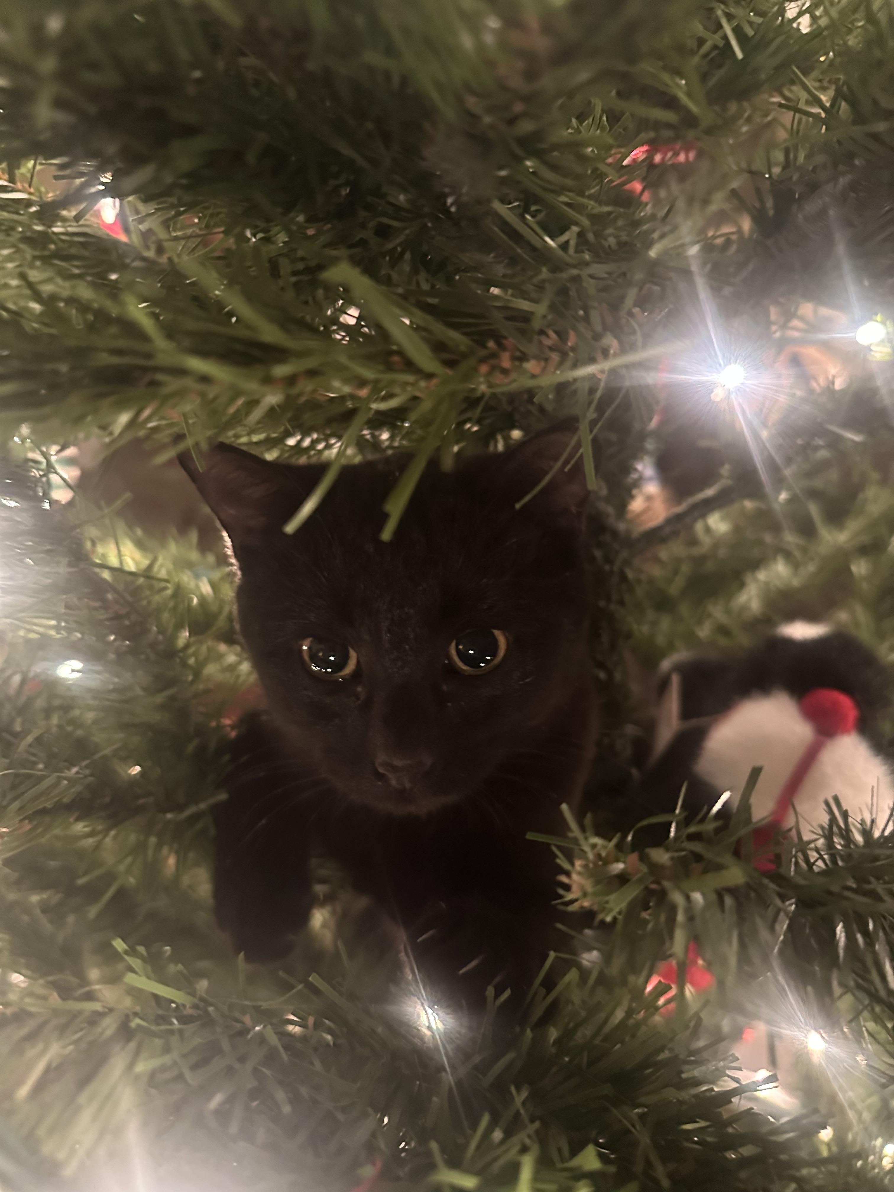Enlarge Zulu and Tichy, a ADOPTABLE American Shorthair in Pueblo, CO image 5/5
