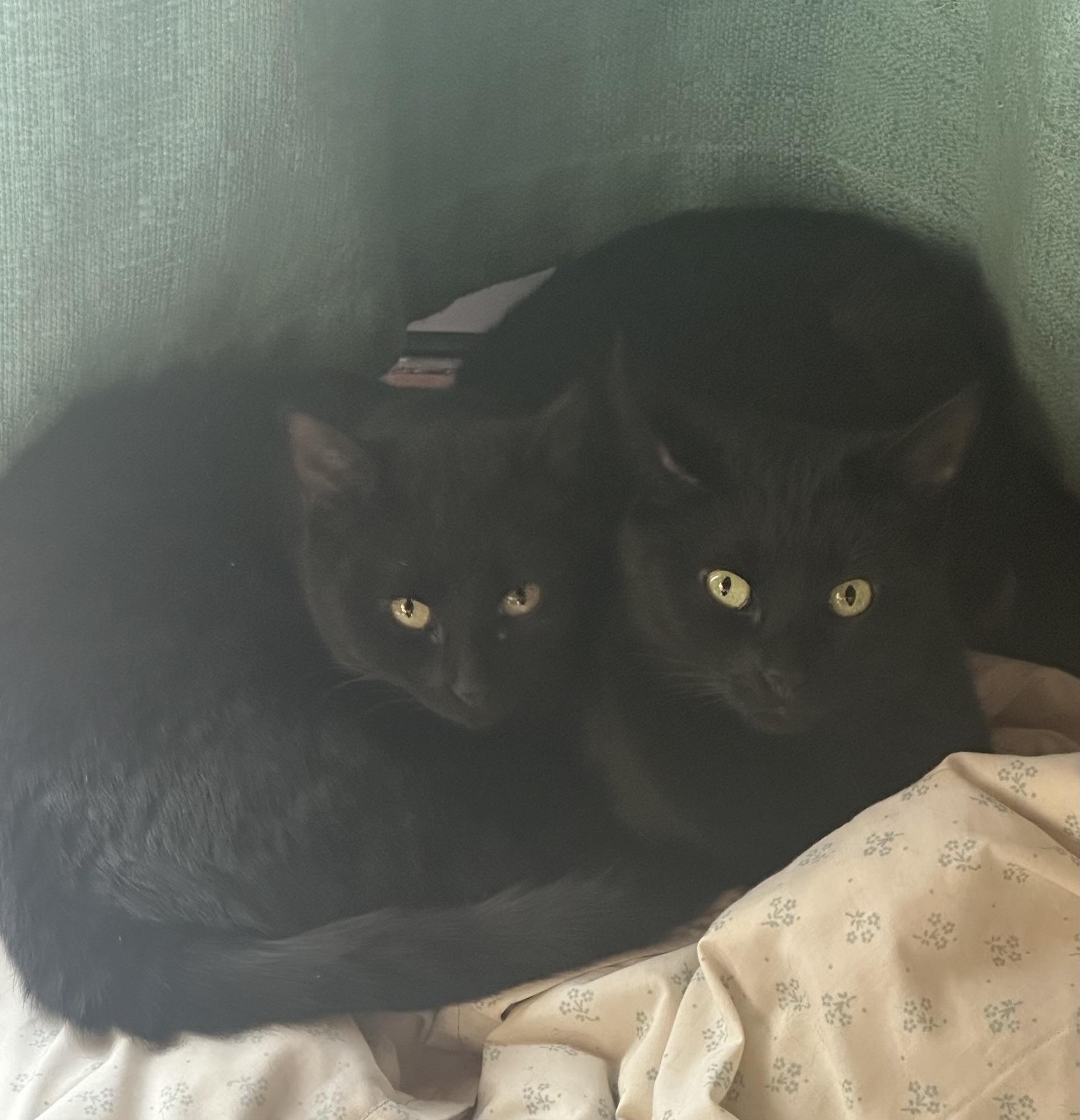 Enlarge Zulu and Tichy, a ADOPTABLE American Shorthair in Pueblo, CO image 4/5