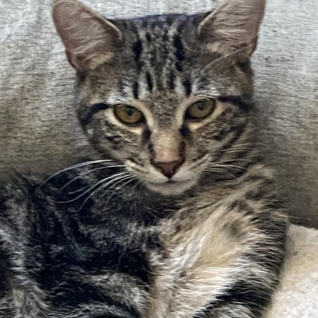 Geordi, Adoptable, Adult Male Domestic Short Hair.