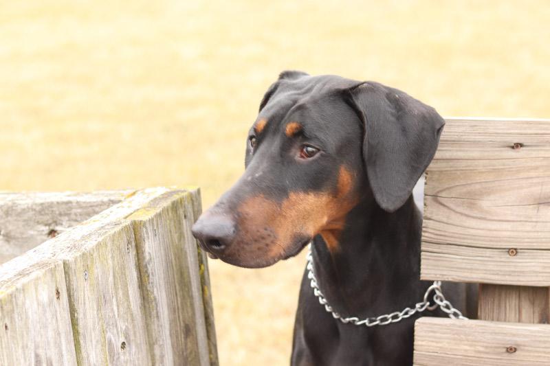 Enlarge Loki, an adopted Doberman Pinscher in Ionia, MI image 3/3