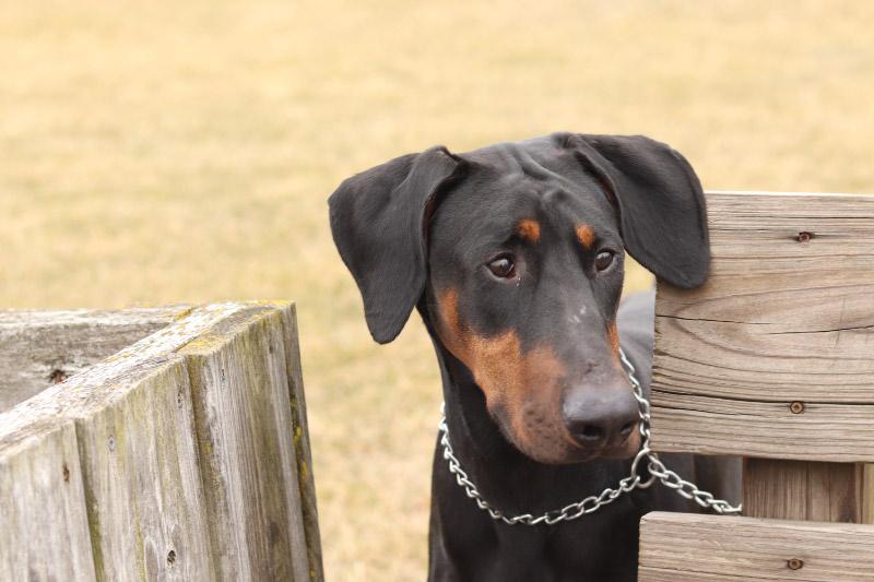 Enlarge Loki, an adopted Doberman Pinscher in Ionia, MI image 1/3