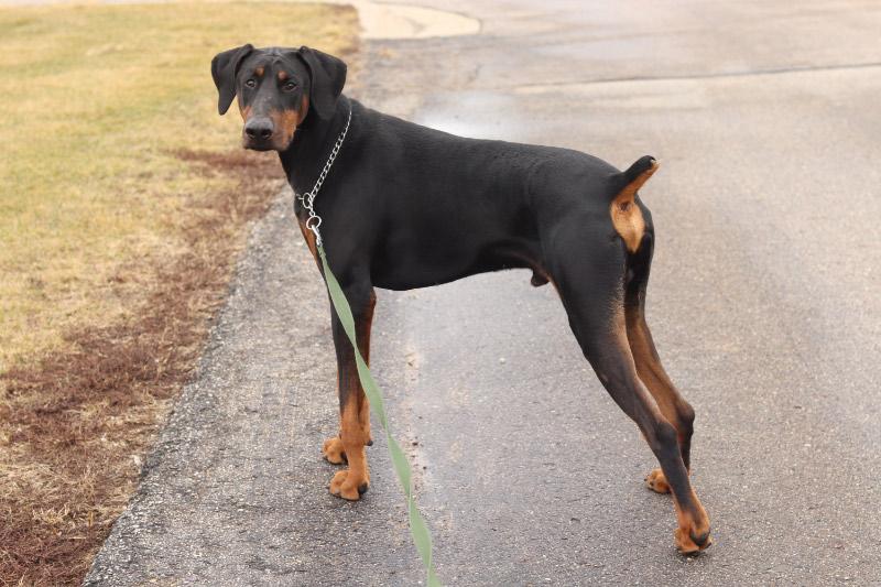 Enlarge Loki, an adopted Doberman Pinscher in Ionia, MI image 2/3