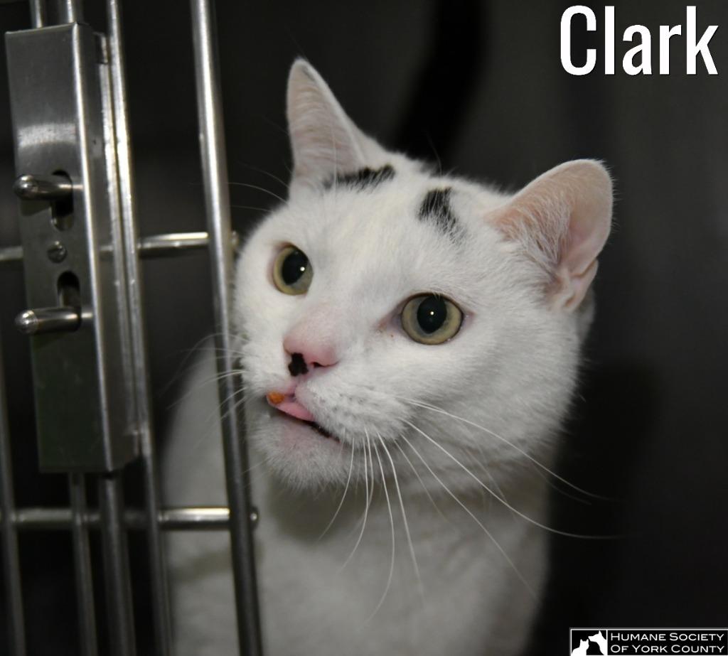 Clark, Adoptable, Senior Male Domestic Short Hair.