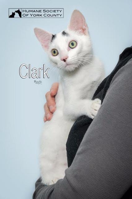 Clark, a Adoptable mixed breed in Fort Mill, SC image 1/6