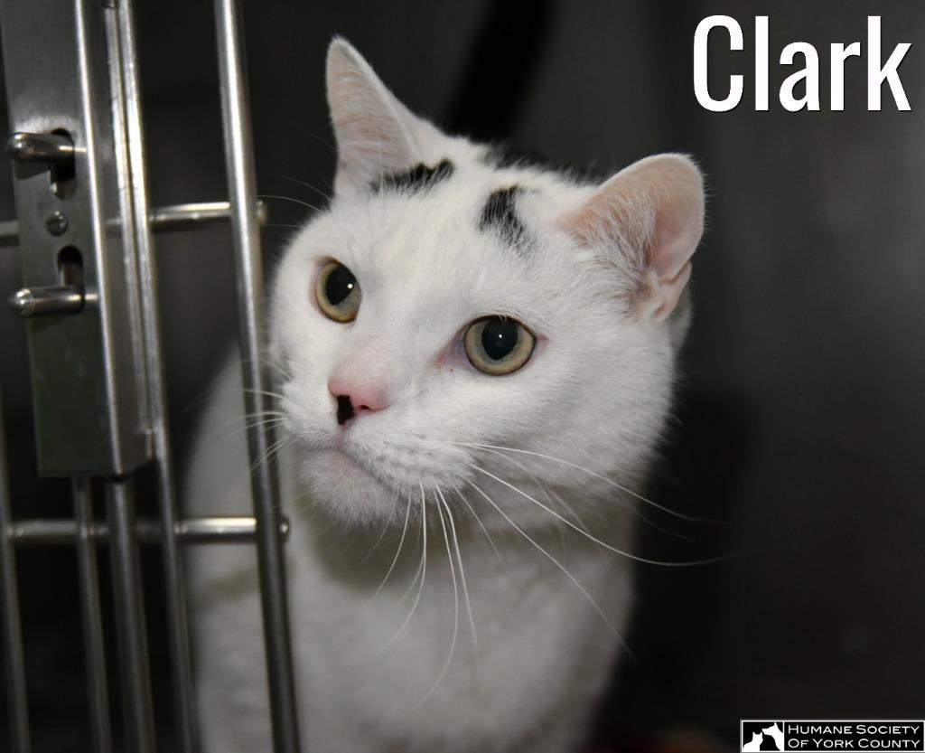 Clark, a Adoptable mixed breed in Fort Mill, SC image 1/6