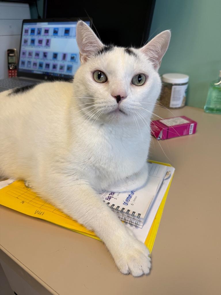 Clark, a Adoptable mixed breed in Fort Mill, SC image 3/6