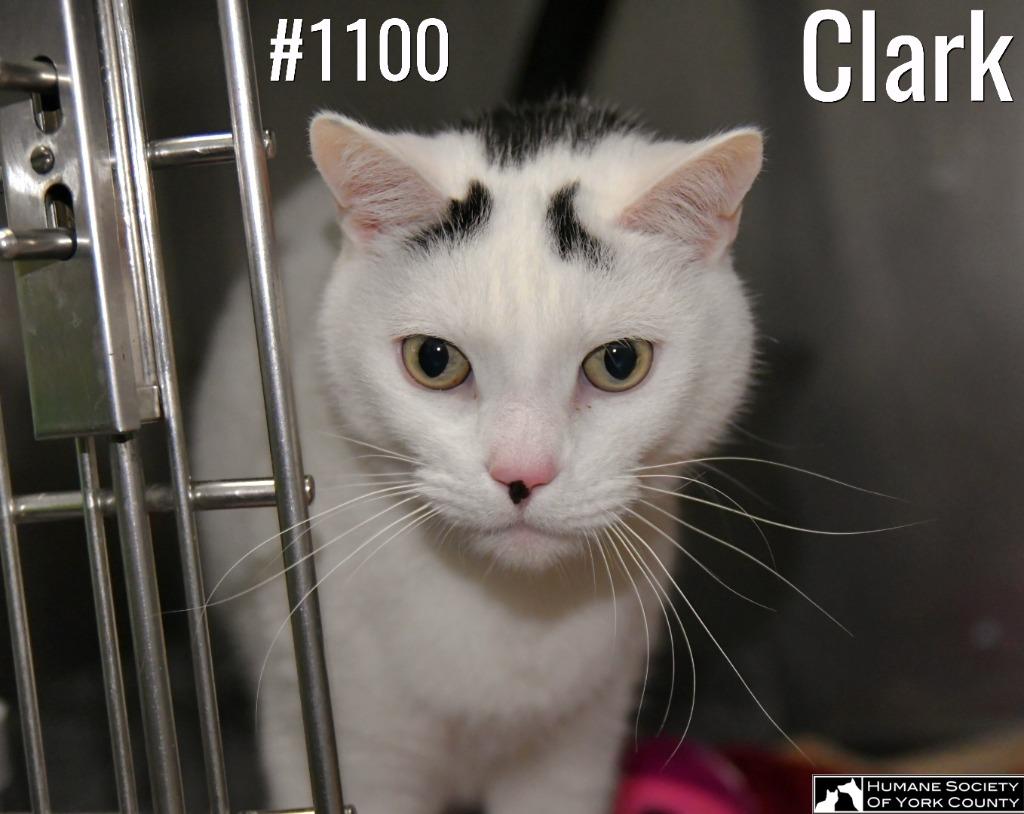 Clark, a Adoptable mixed breed in Fort Mill, SC image 3/6