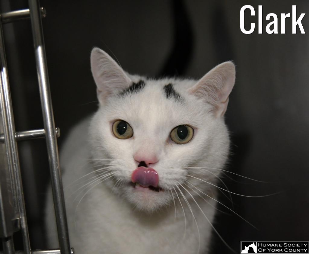 Clark, a Adoptable mixed breed in Fort Mill, SC image 5/6