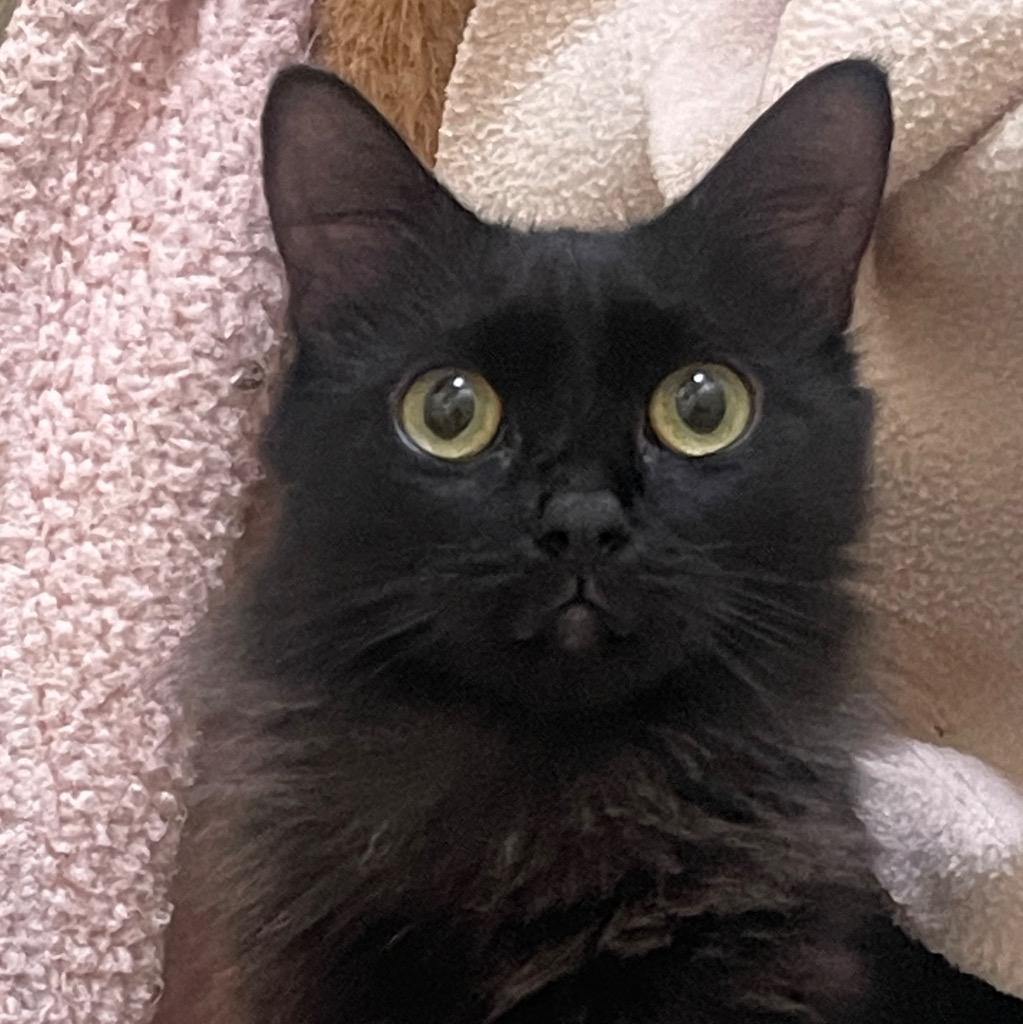 Enlarge (PS)Lisette, a Adoptable mixed breed in Cambria, CA image 1/6