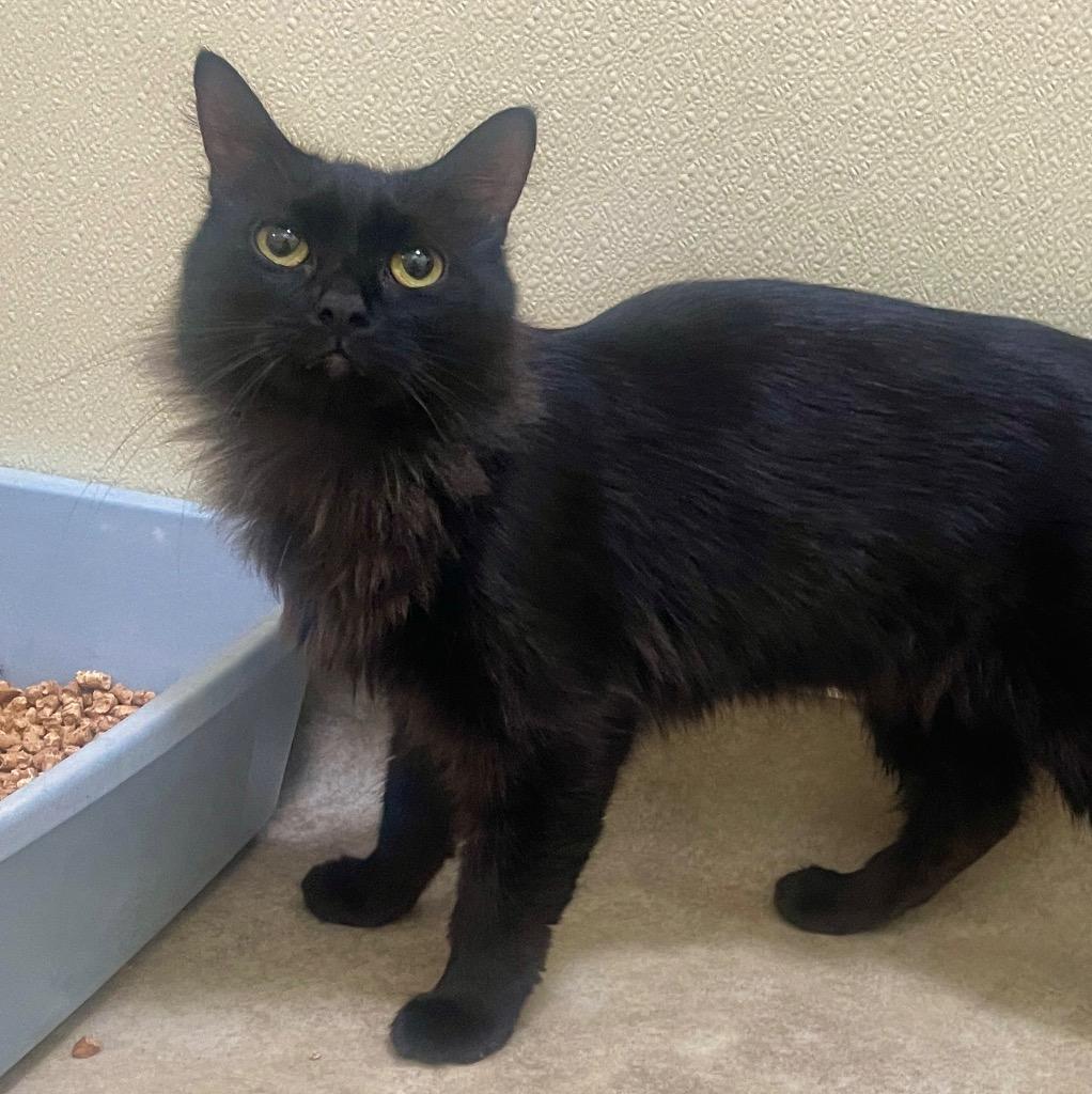 Enlarge (PS)Lisette, a Adoptable mixed breed in Cambria, CA image 2/6