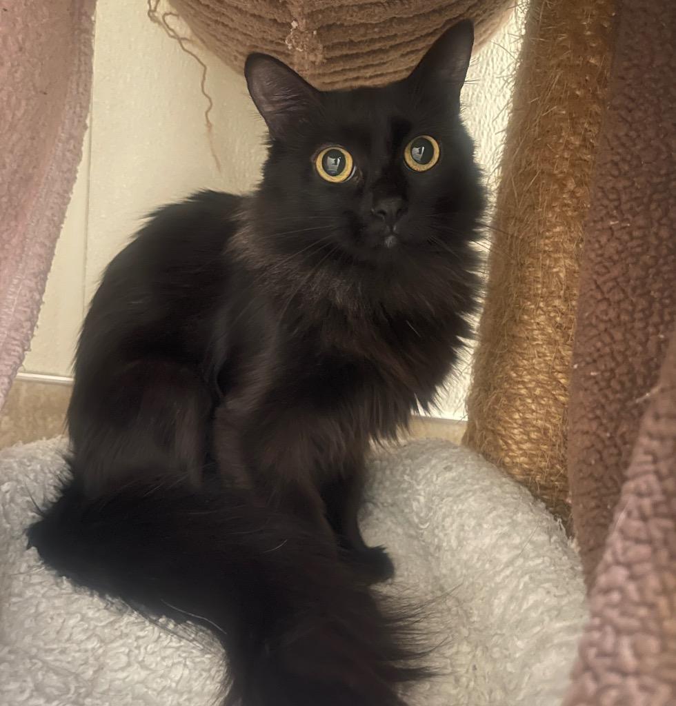 Enlarge (PS)Lisette, a Adoptable mixed breed in Cambria, CA image 3/6