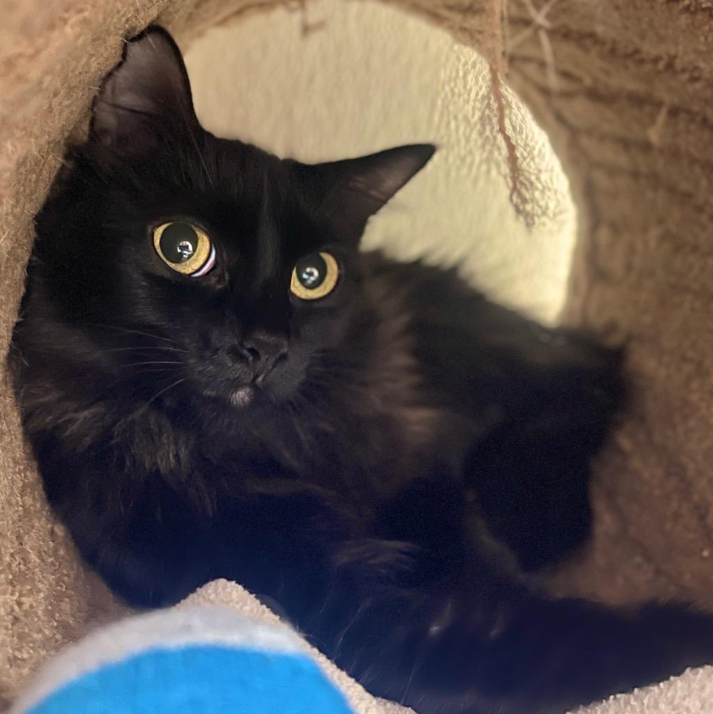 Enlarge (PS)Lisette, a Adoptable mixed breed in Cambria, CA image 4/6