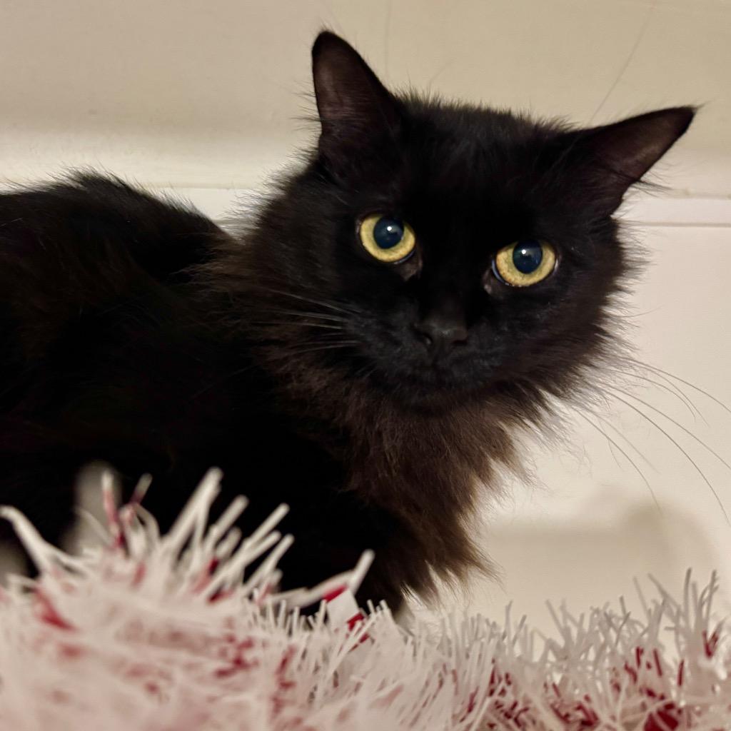 Enlarge (PS)Lisette, a Adoptable mixed breed in Cambria, CA image 5/6