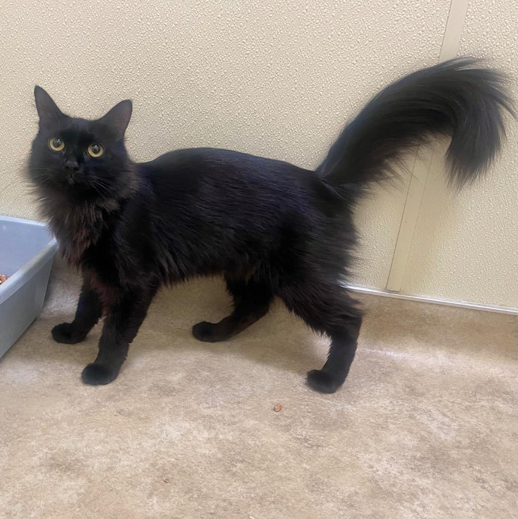 Enlarge (PS)Lisette, a Adoptable mixed breed in Cambria, CA image 6/6