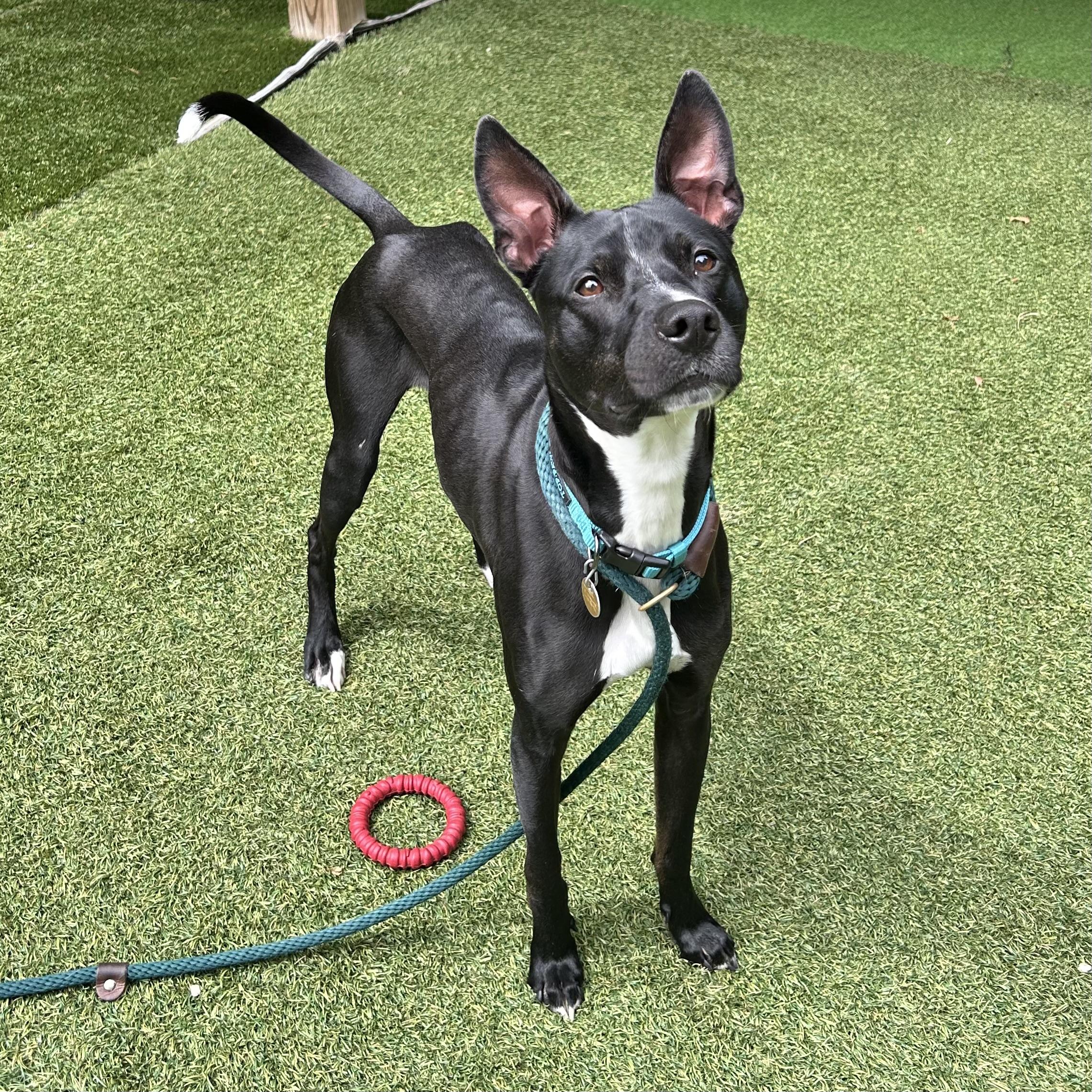 Enlarge Pepper, a Adoptable mixed breed in Huntington, NY image 1/1
