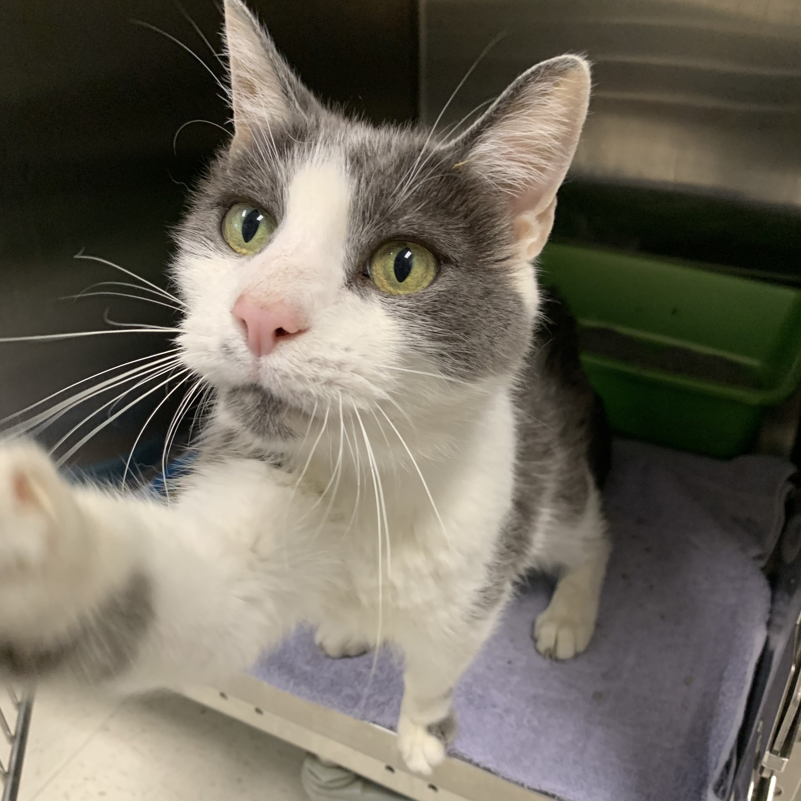 Hywell, a Adoptable Domestic Medium Hair in La Grange Park, IL image 3/3