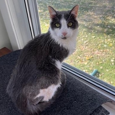 Hywell, a Adoptable Domestic Medium Hair in La Grange Park, IL image 2/3