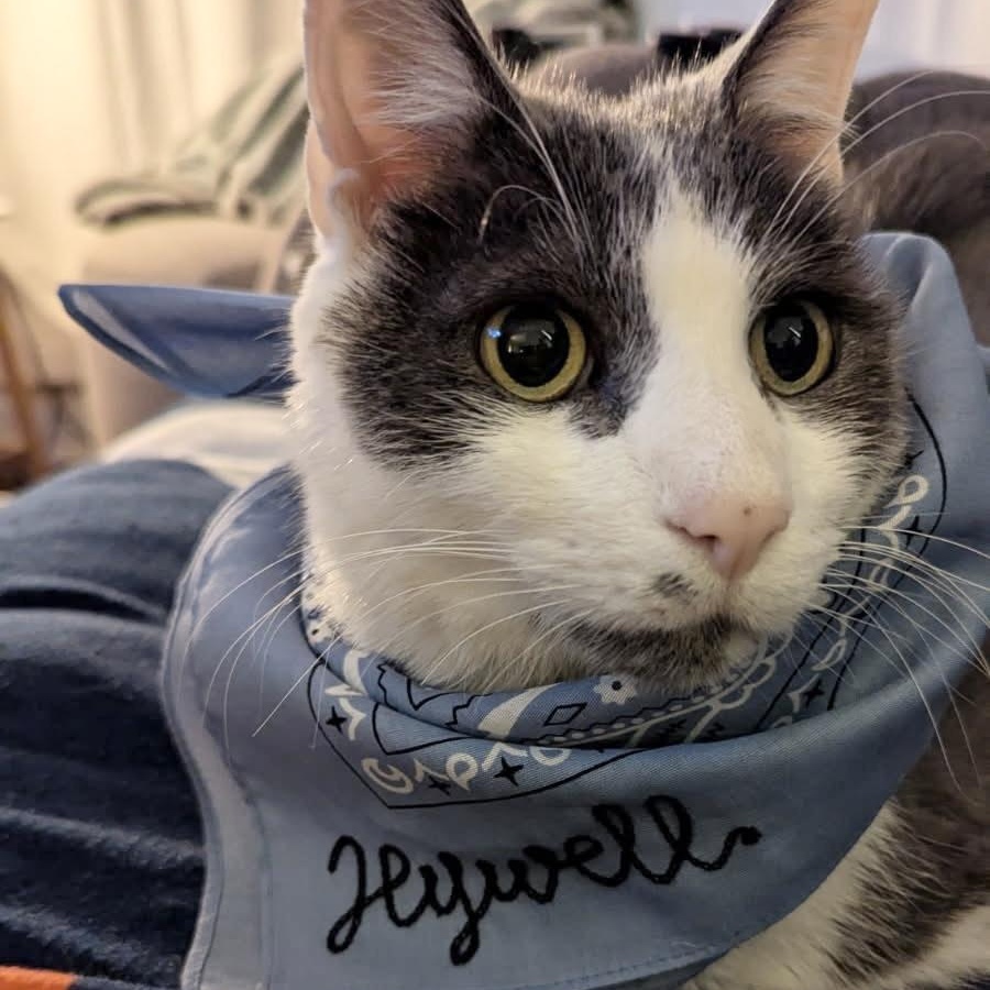 Hywell, Adoptable, Senior Male Domestic Medium Hair.