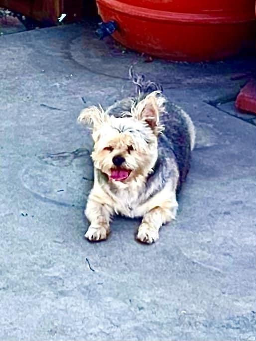 Enlarge Trixie, a Adoptable mixed breed in Claremont, CA image 1/3