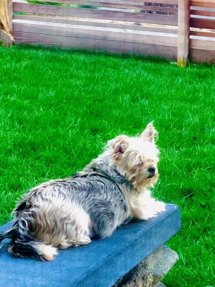 Enlarge Trixie, a Adoptable mixed breed in Claremont, CA image 2/3