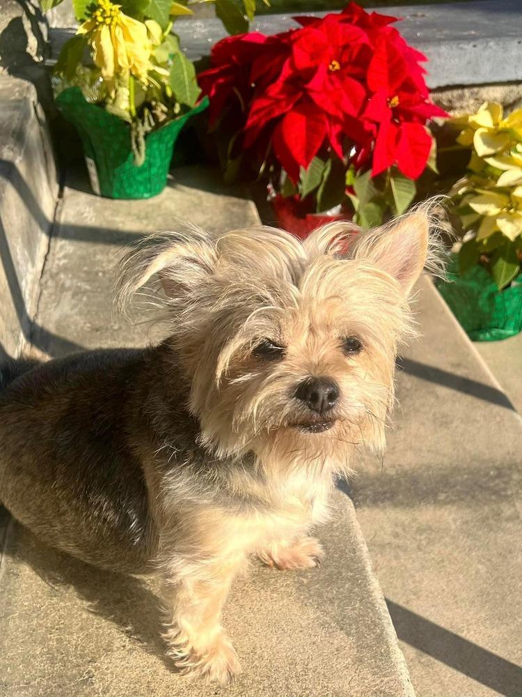 Enlarge Trixie, a Adoptable mixed breed in Claremont, CA image 3/3