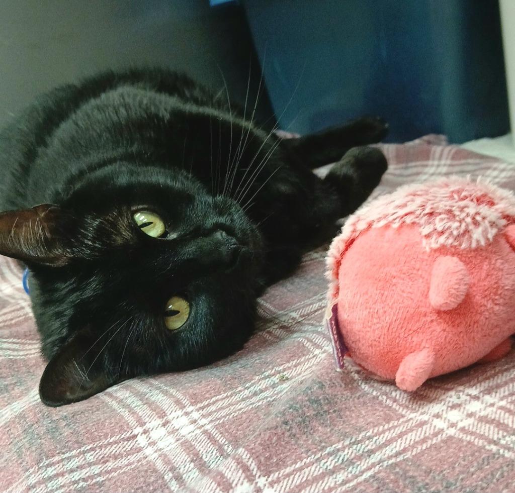 India, Adoptable, Adult Female Domestic Short Hair.