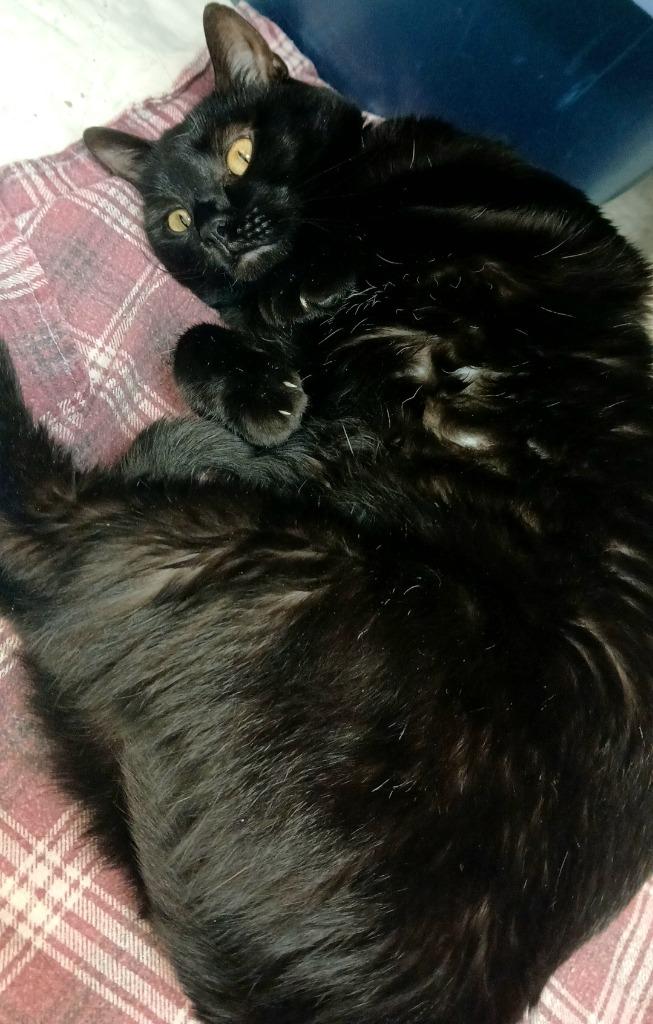 Enlarge India, a Adoptable mixed breed in Sunrise Beach, MO image 2/5