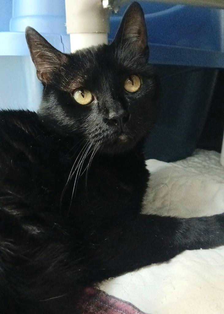 Enlarge India, a Adoptable mixed breed in Sunrise Beach, MO image 1/6