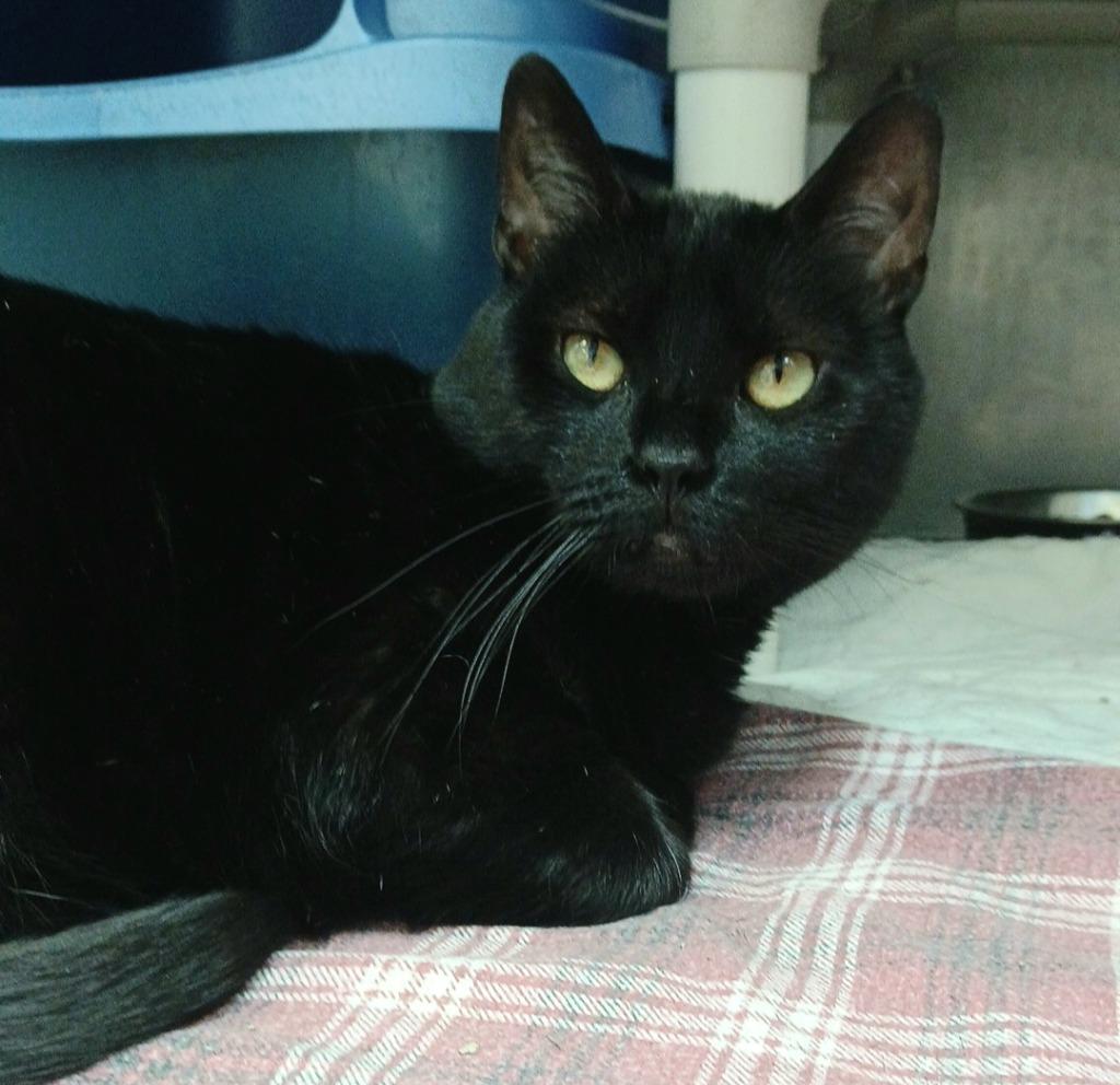 Enlarge India, a Adoptable mixed breed in Sunrise Beach, MO image 3/5