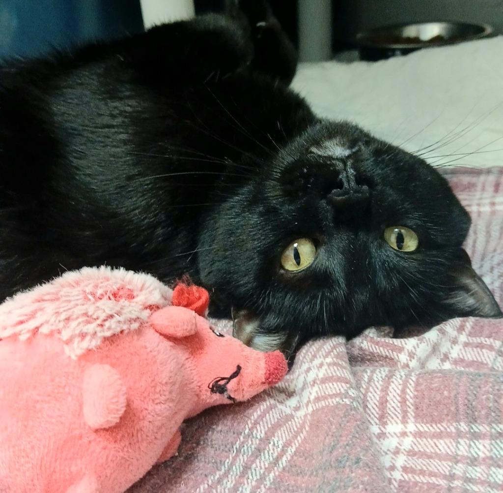 Enlarge India, a Adoptable mixed breed in Sunrise Beach, MO image 3/6