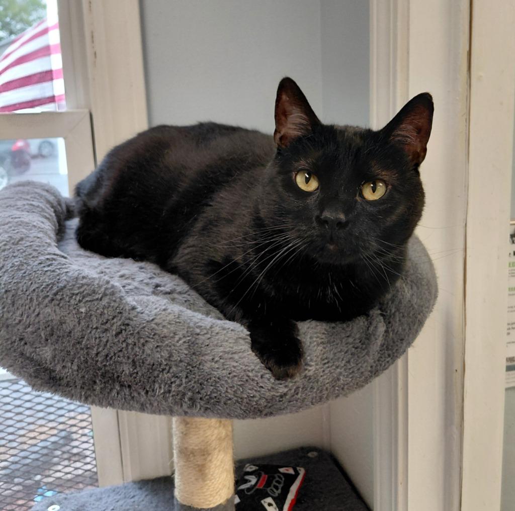 Enlarge India, a Adoptable mixed breed in Sunrise Beach, MO image 6/6