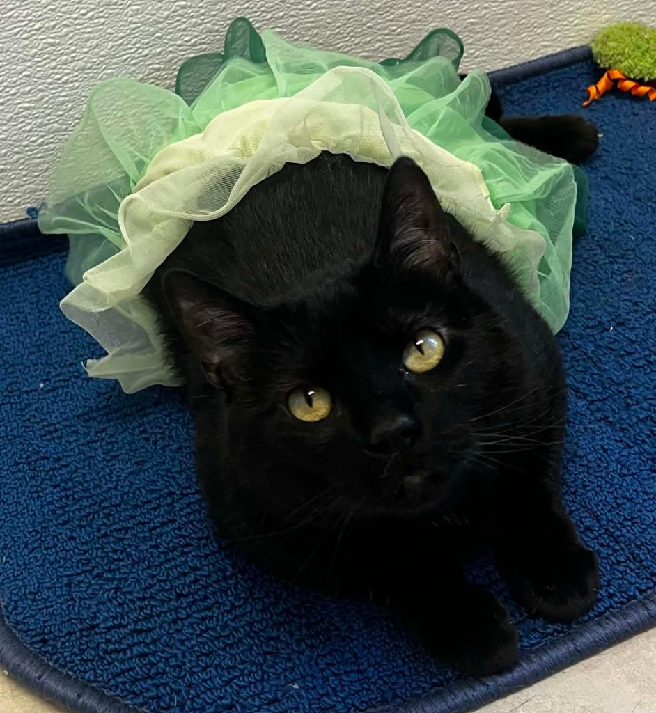 Enlarge India, a Adoptable mixed breed in Sunrise Beach, MO image 6/6