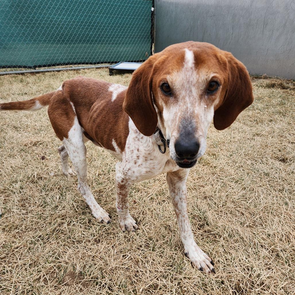 Tucker, Adoptable, Adult Male Hound.