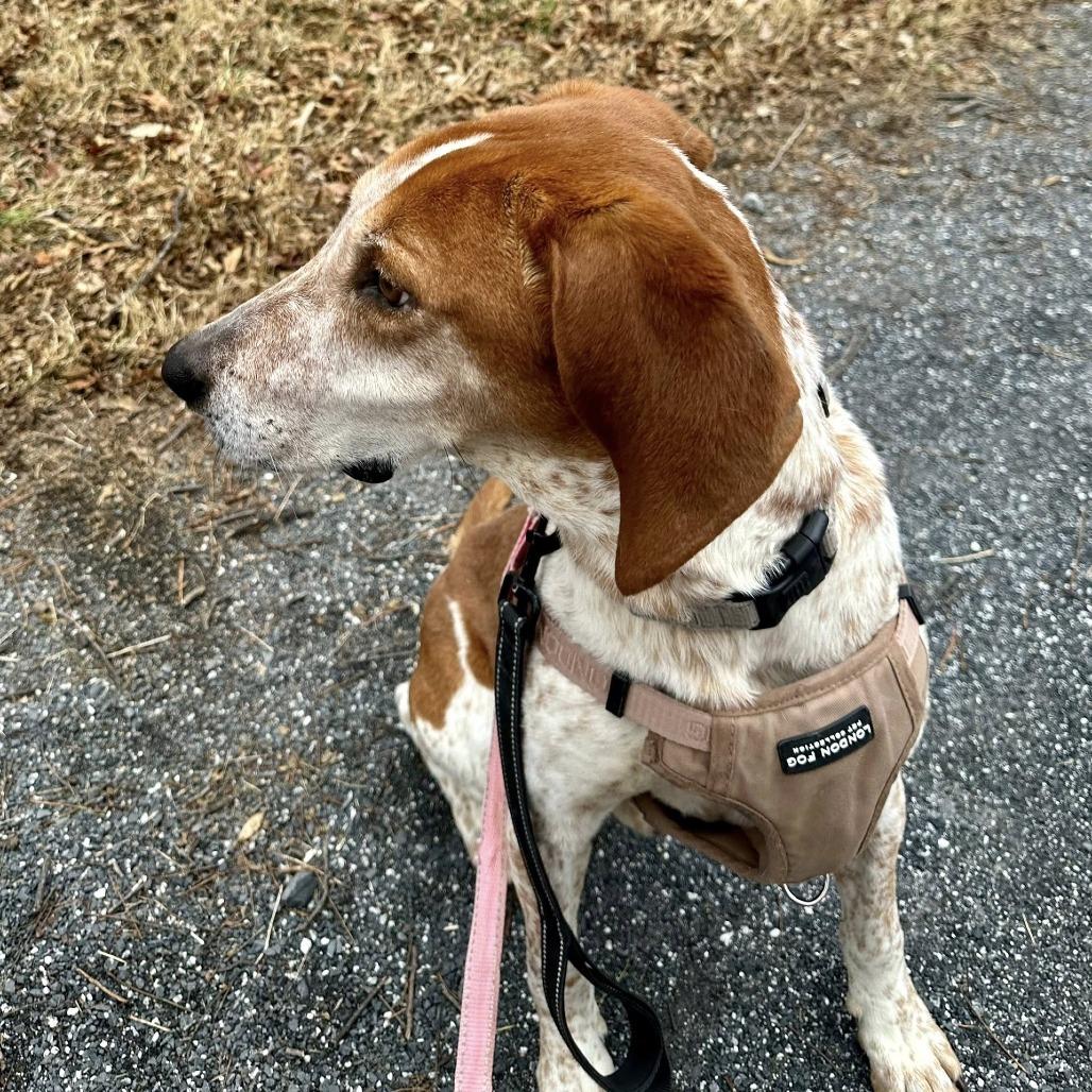 Tucker, Adoptable, Adult Male Hound.