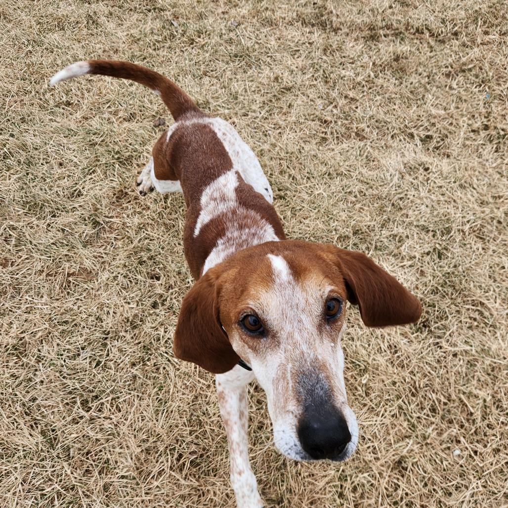 Tucker, a Adoptable Hound in Harrisonburg, VA image 2/6