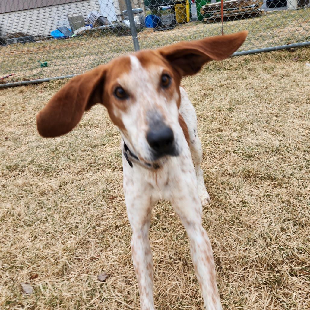 Tucker, a Adoptable Hound in Harrisonburg, VA image 3/6