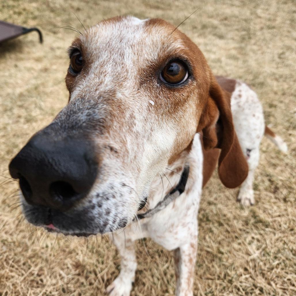 Tucker, a Adoptable Hound in Harrisonburg, VA image 4/6