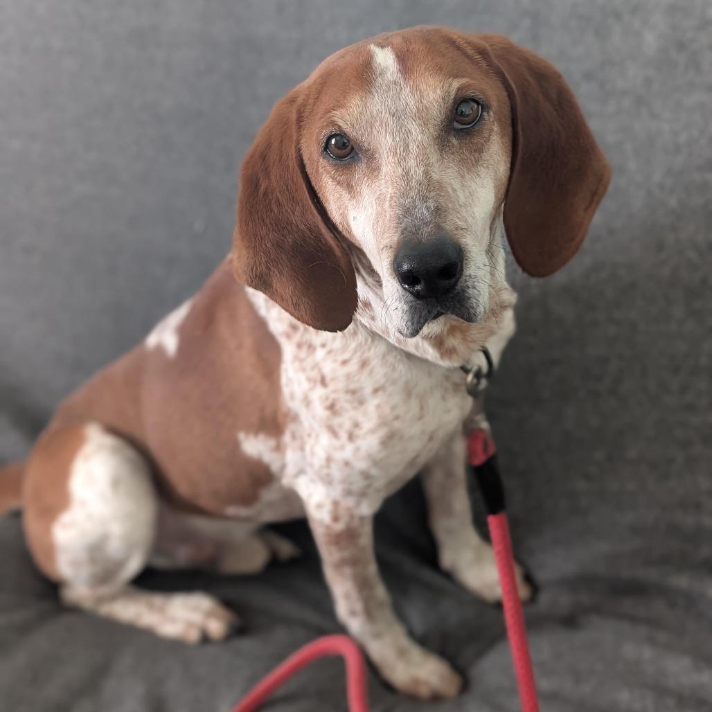 Tucker, a Adoptable Hound in Harrisonburg, VA image 5/6