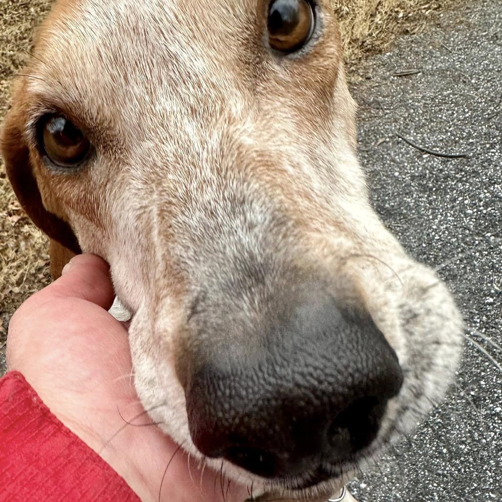 Tucker, a Adoptable Hound in Harrisonburg, VA image 6/6