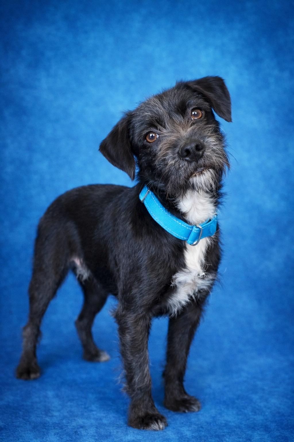 Therman Merman, adopted, Young Male Miniature Schnauzer.
