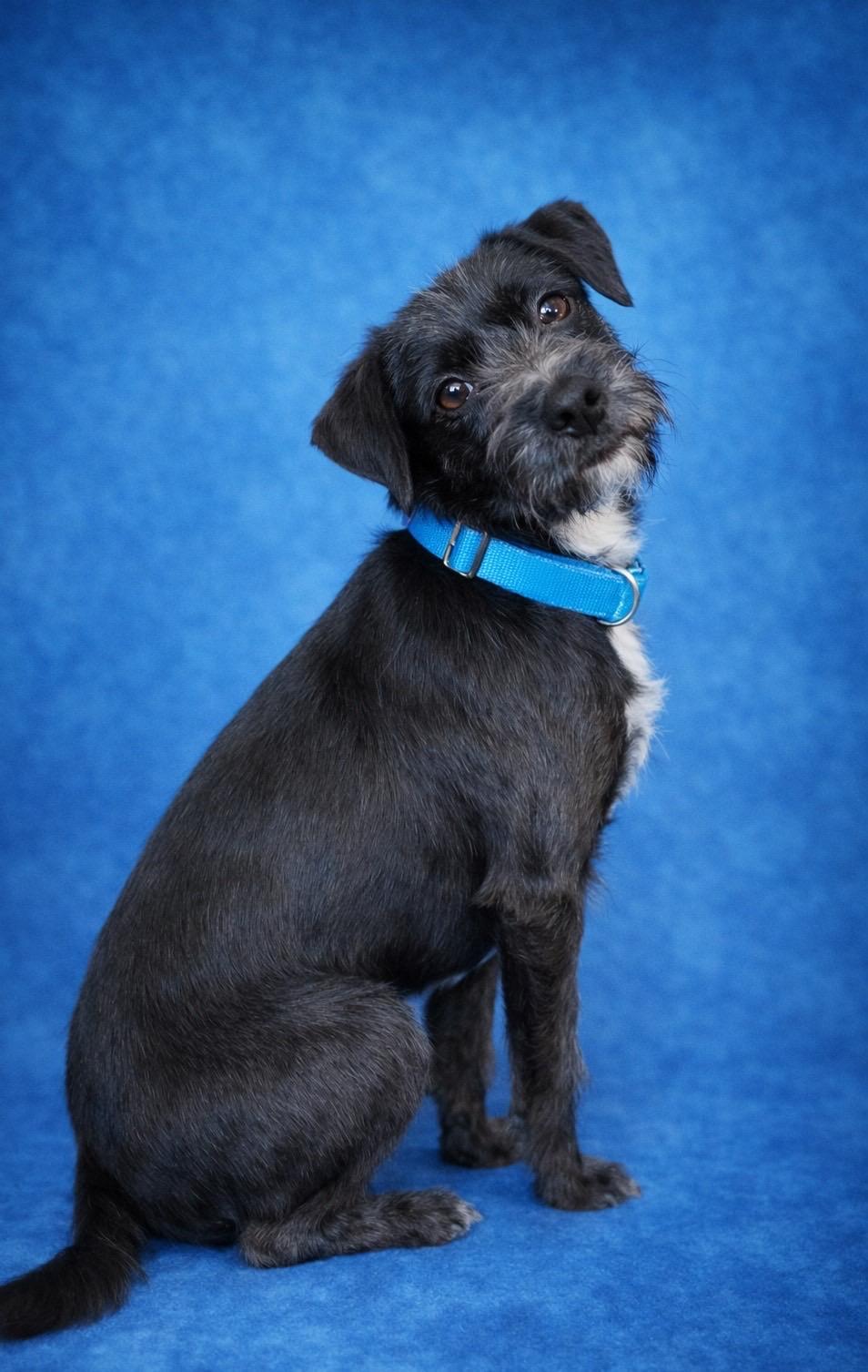 Therman Merman, an adopted mixed breed in Murrieta, CA image 2/3