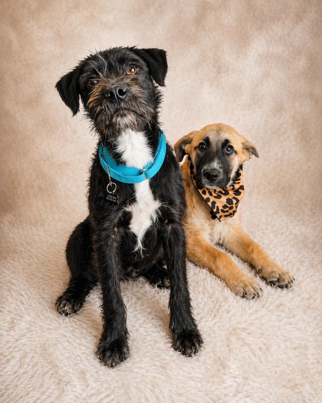 Therman Merman, an adopted mixed breed in Murrieta, CA image 3/3
