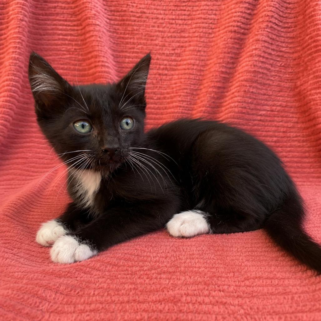 Bobby, Adoptable, Kitten Male Domestic Short Hair.