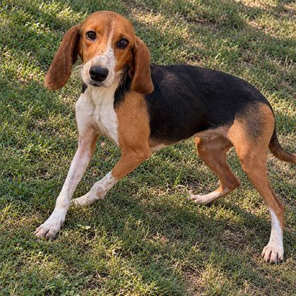 Enlarge Florence, a Adopted mixed breed in Inverness, FL image 1/1