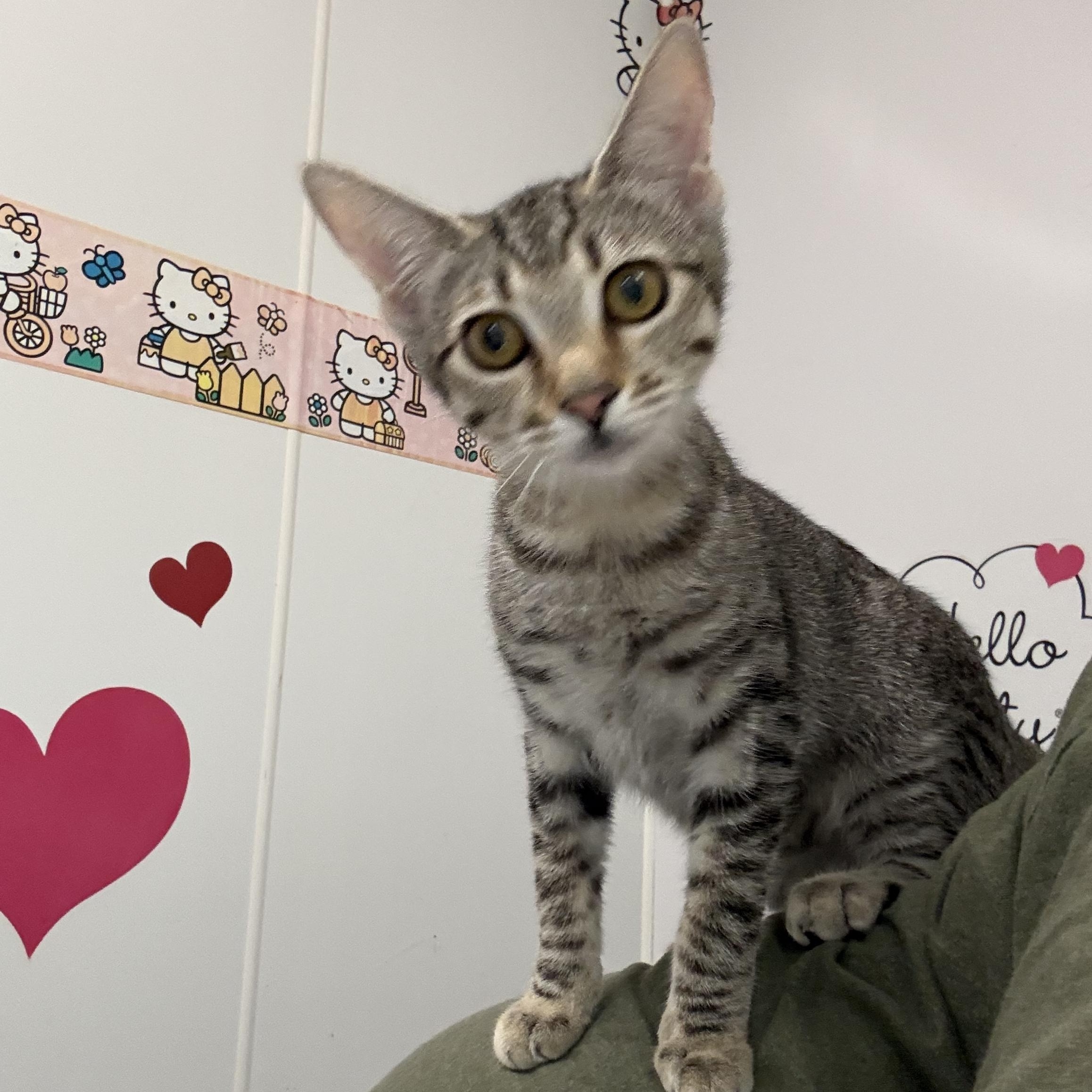 Enlarge Hedy, a Adoptable Tabby in Newport Beach, CA image 3/6
