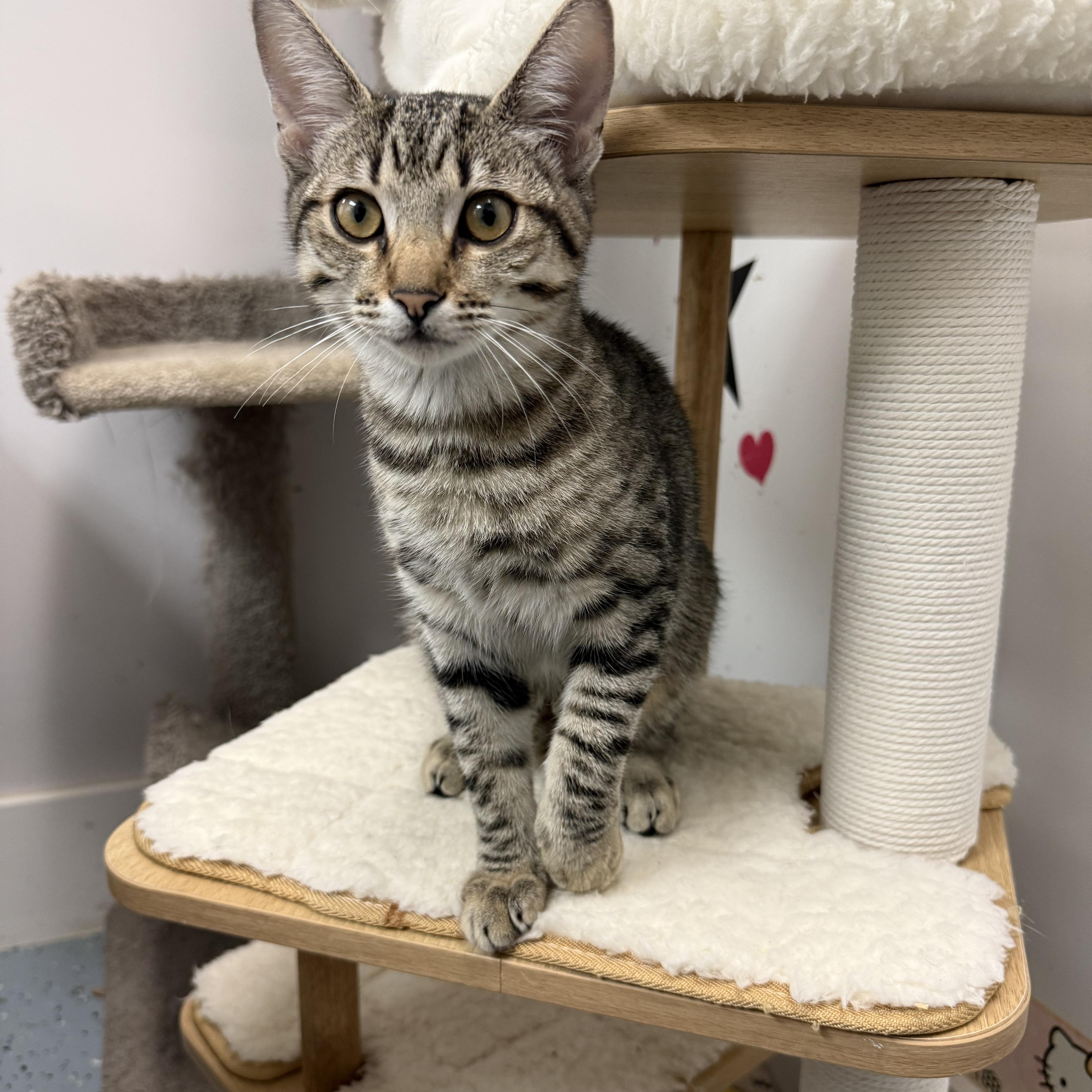Enlarge Hedy, a Adoptable Tabby in Newport Beach, CA image 5/6