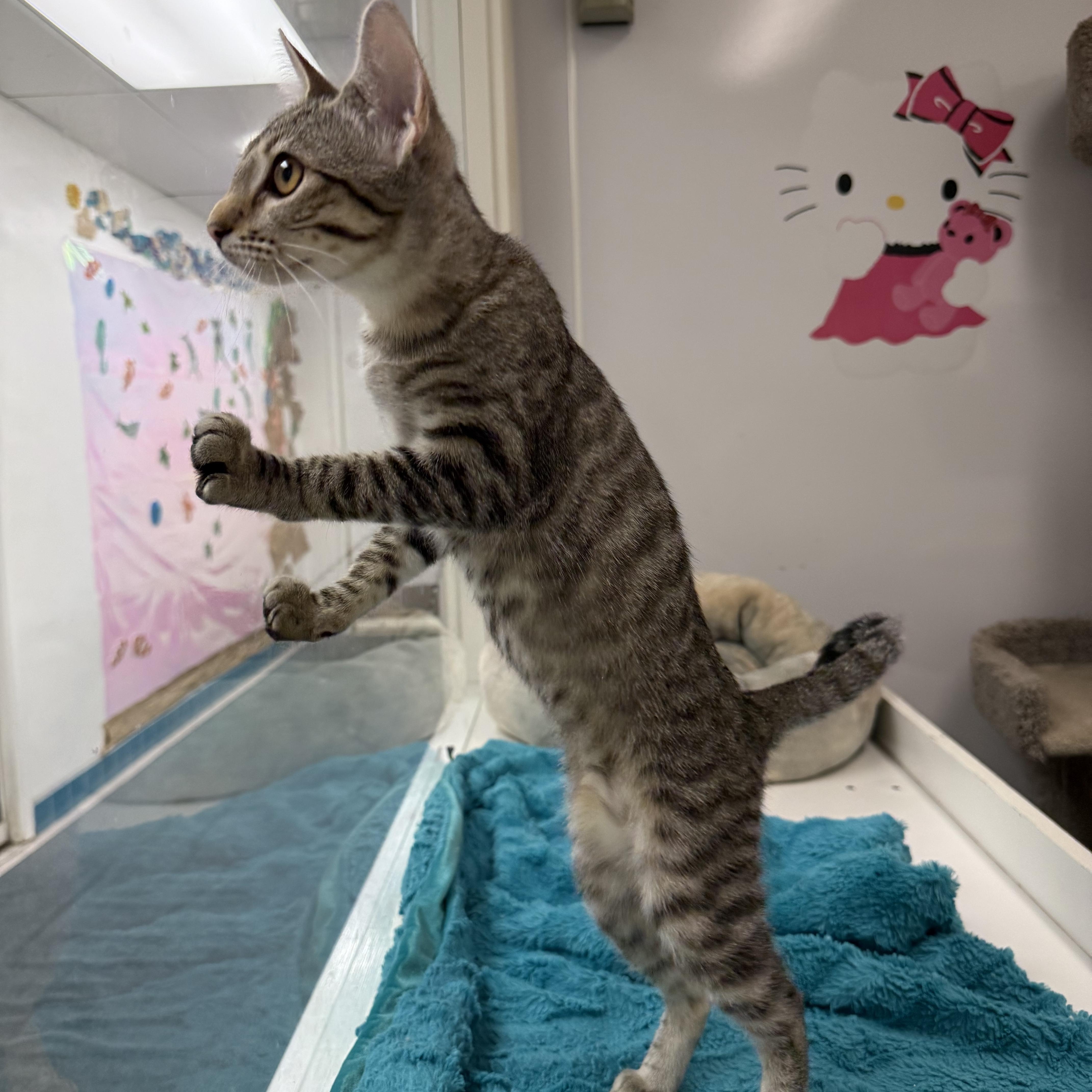 Enlarge Hedy, a Adoptable Tabby in Newport Beach, CA image 2/6
