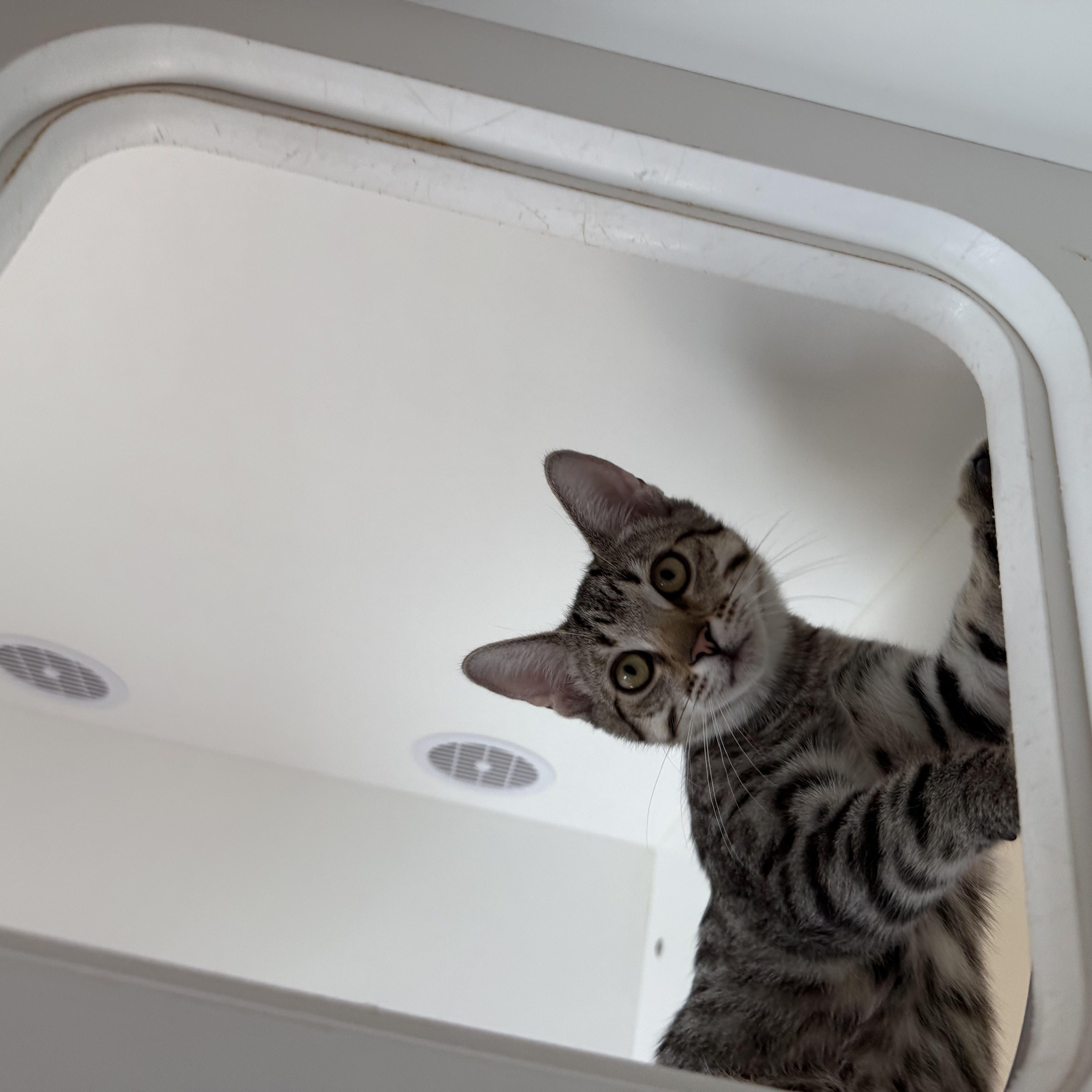Enlarge Hedy, a Adoptable Tabby in Newport Beach, CA image 6/6