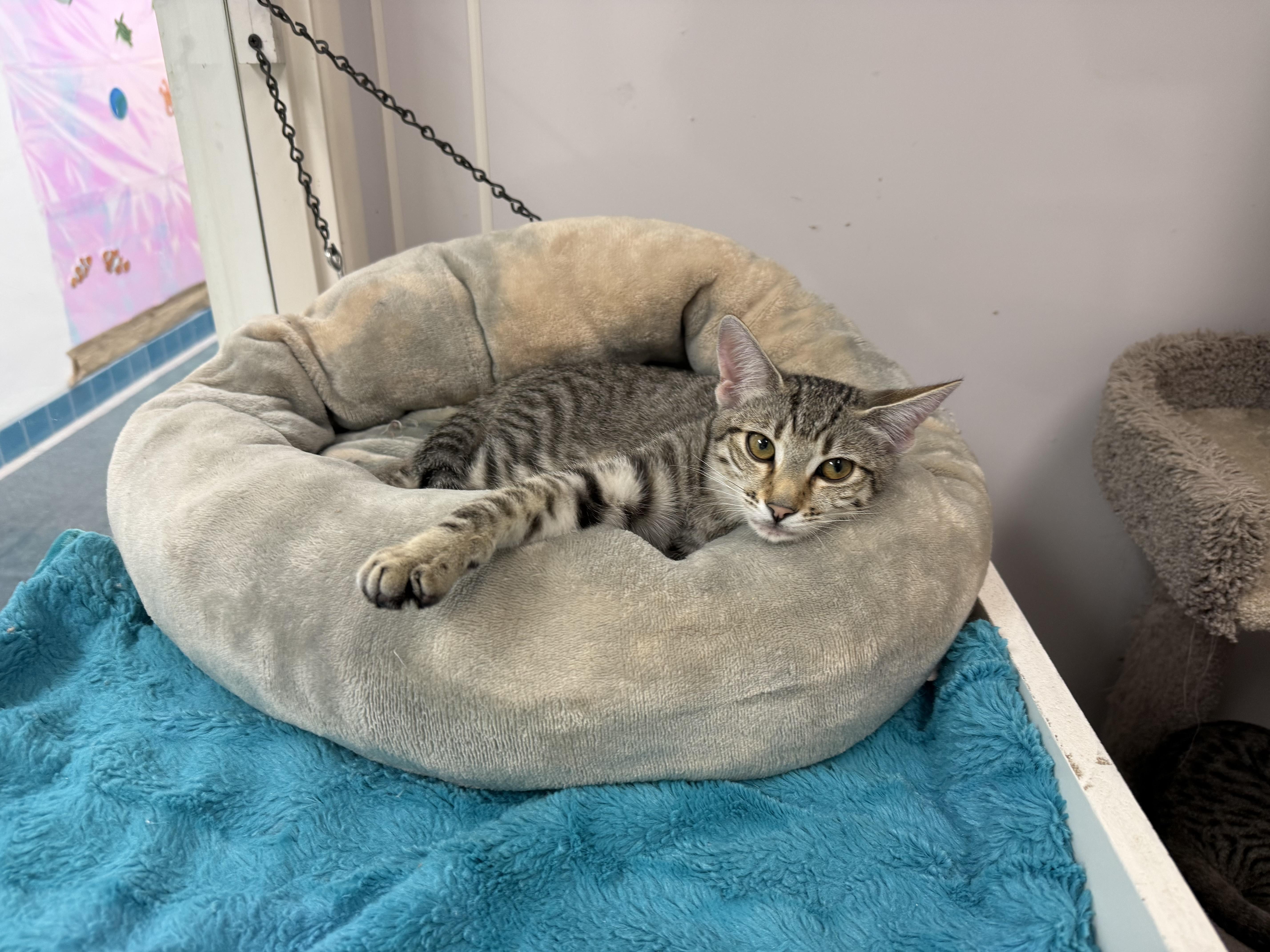 Enlarge Hedy, a Adoptable Tabby in Newport Beach, CA image 4/6