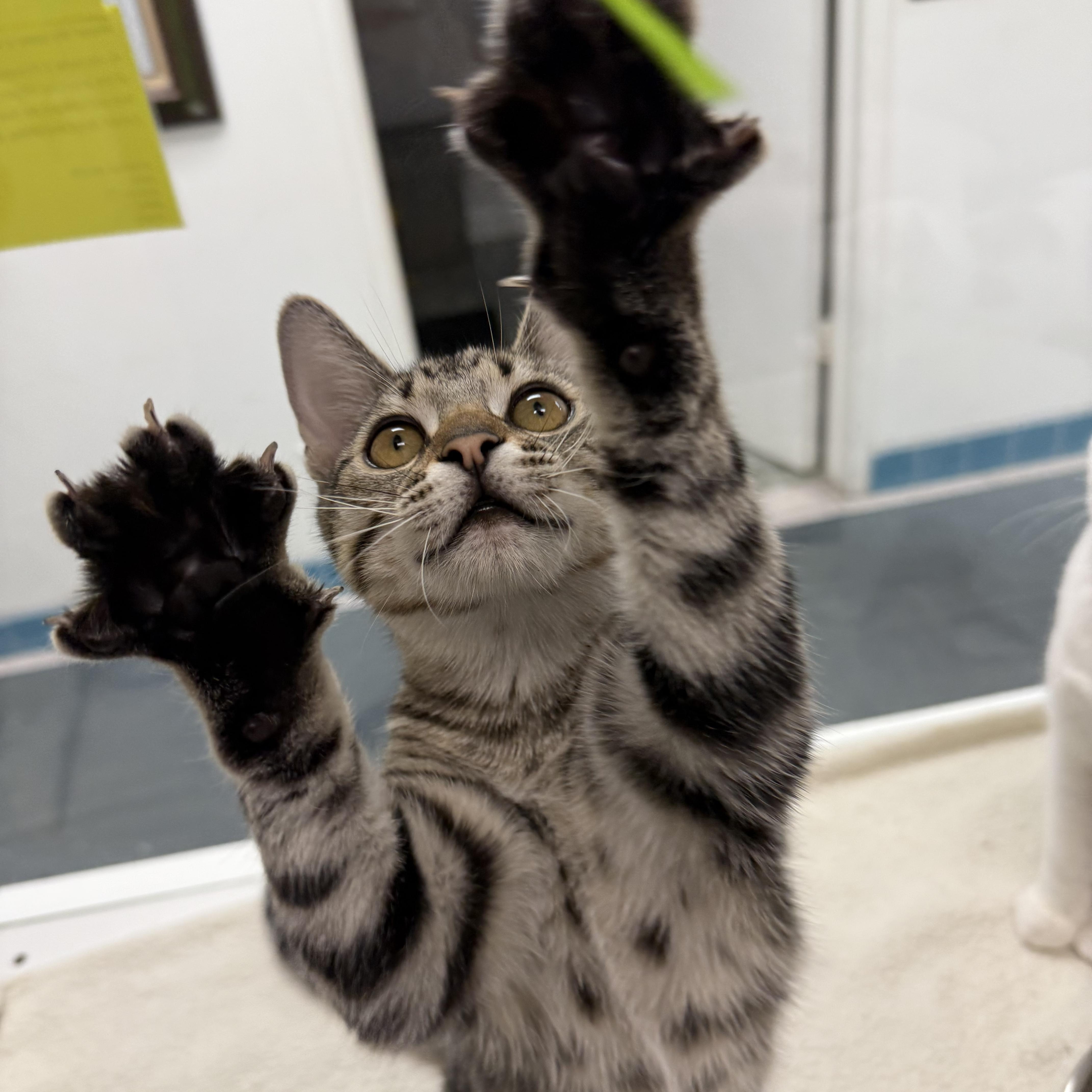 Hedy, Adoptable, Young Female Tabby.